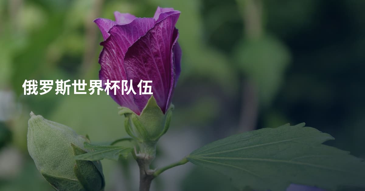 俄罗斯世界杯队伍