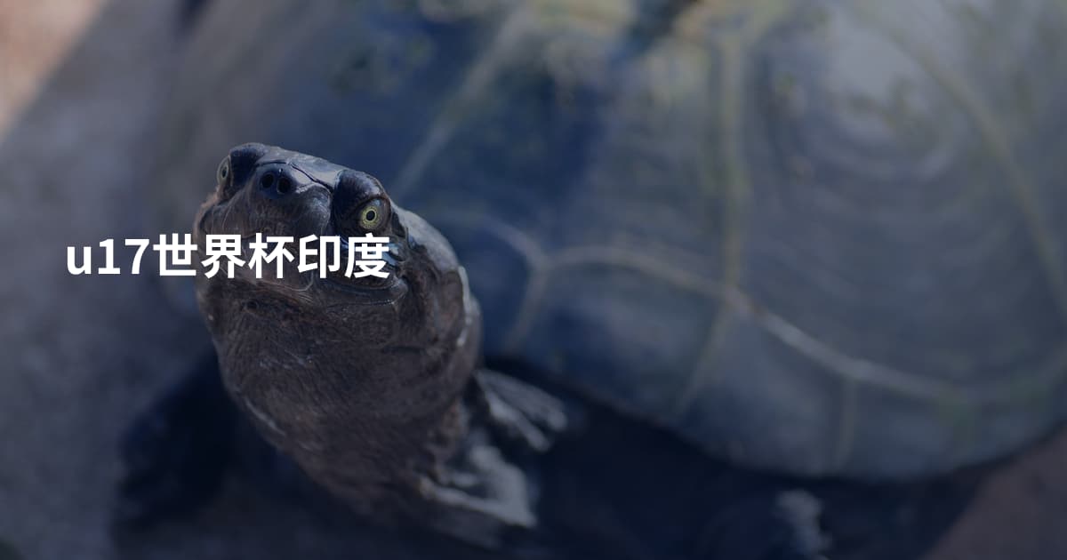 u17世界杯印度