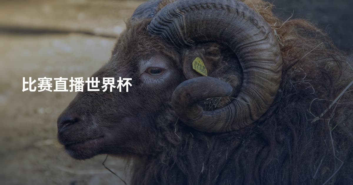 比赛直播世界杯