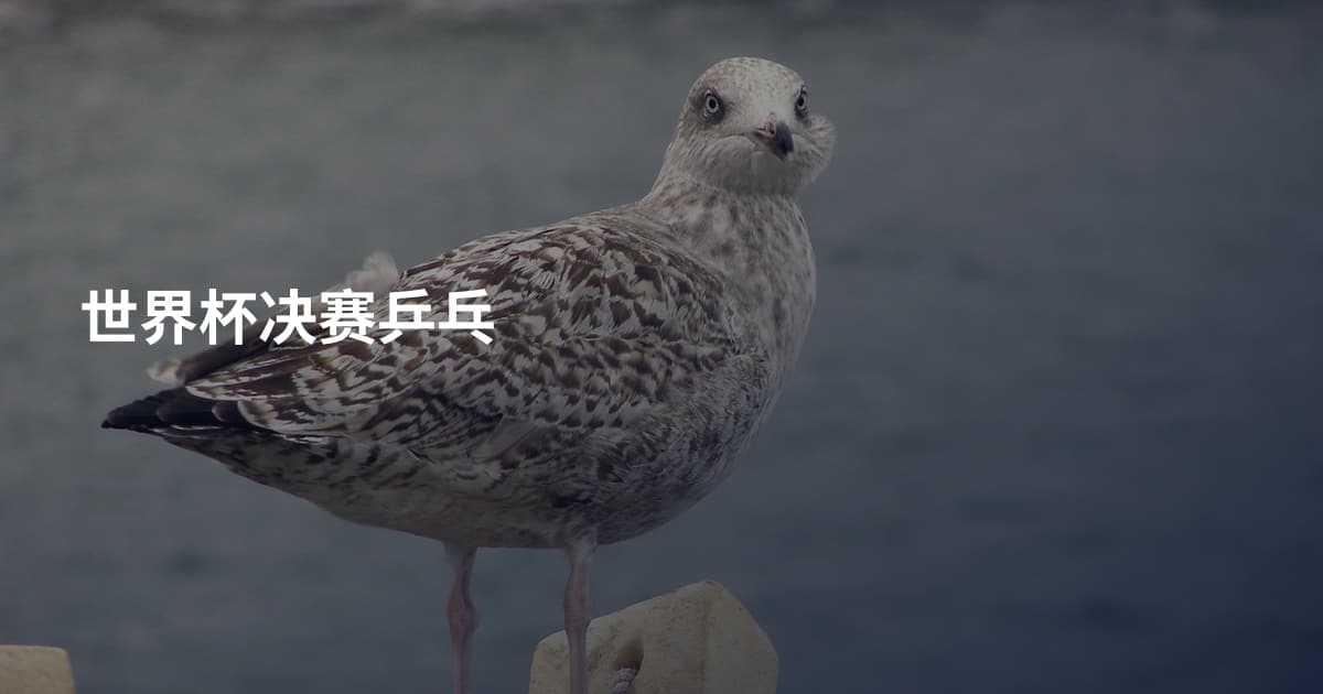 世界杯决赛乒乓