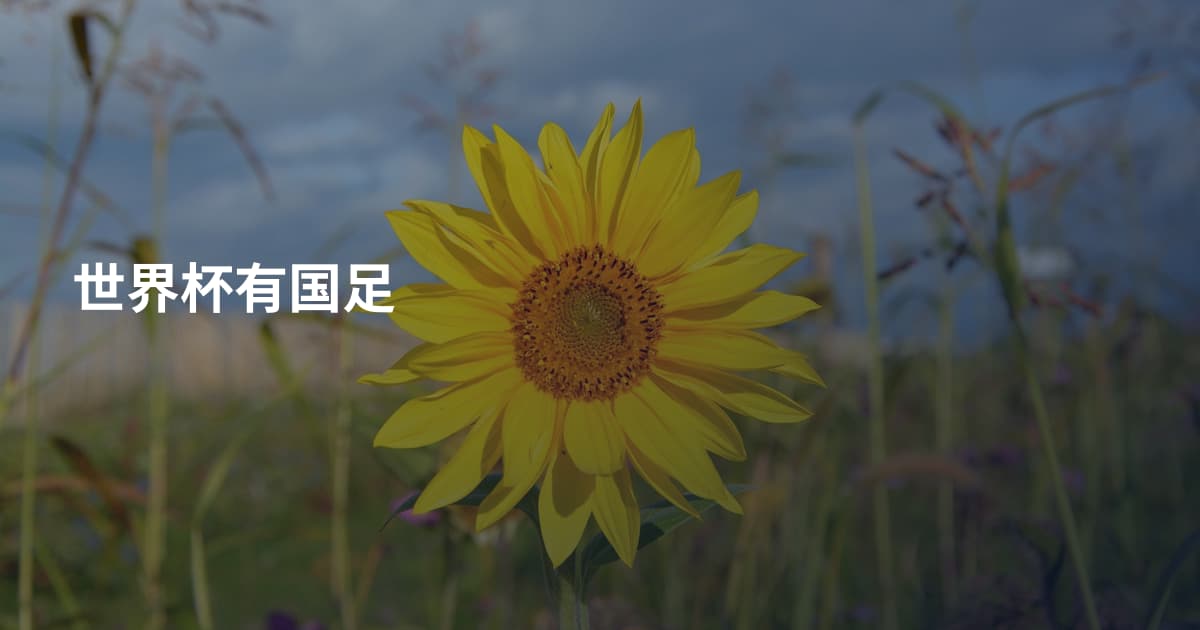 世界杯有国足