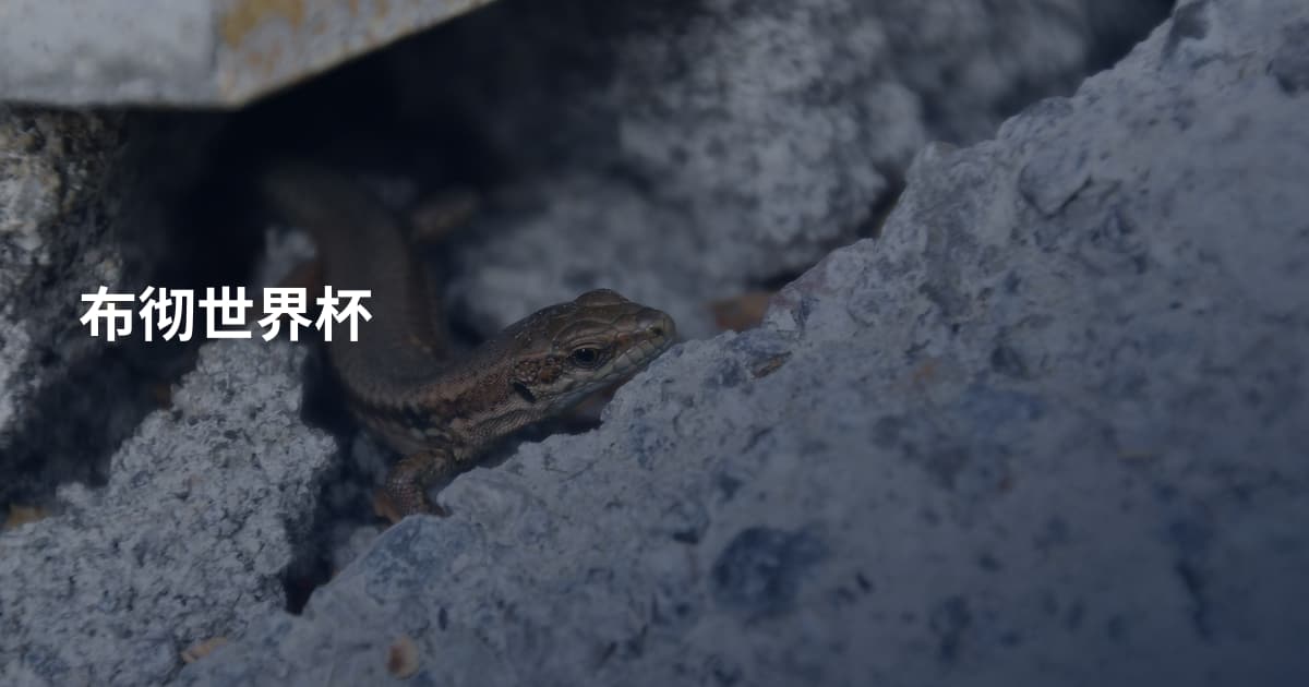 布彻世界杯