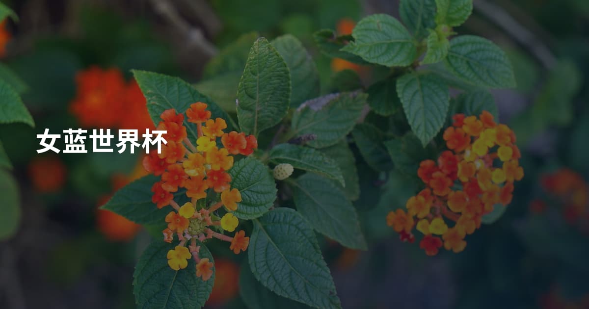 女蓝世界杯