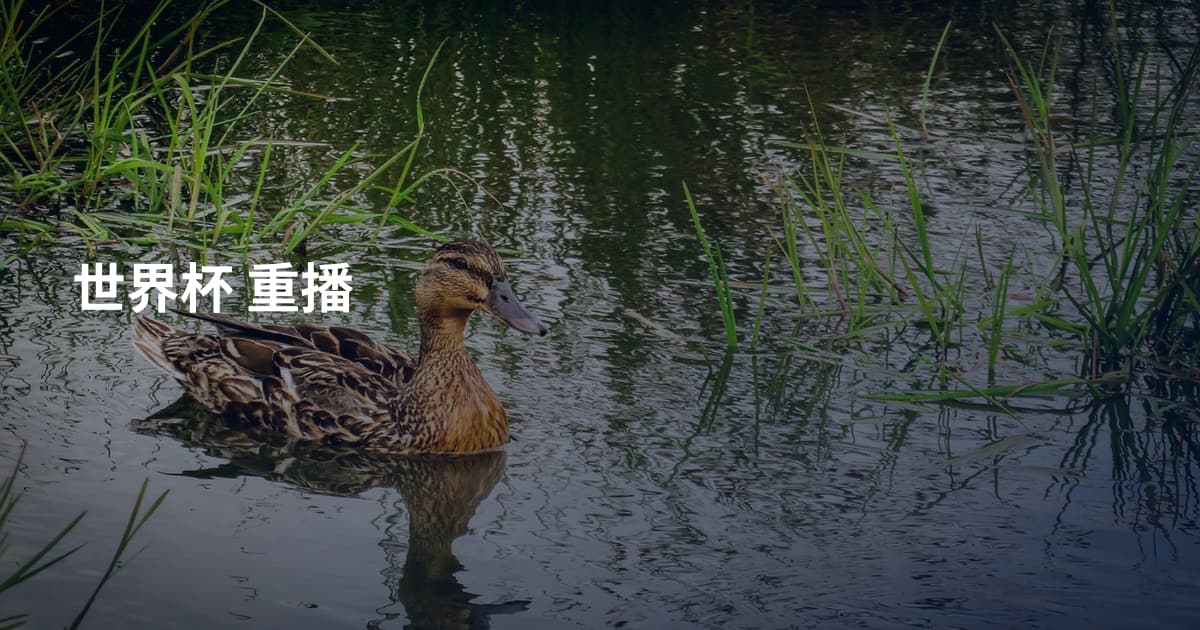 世界杯 重播