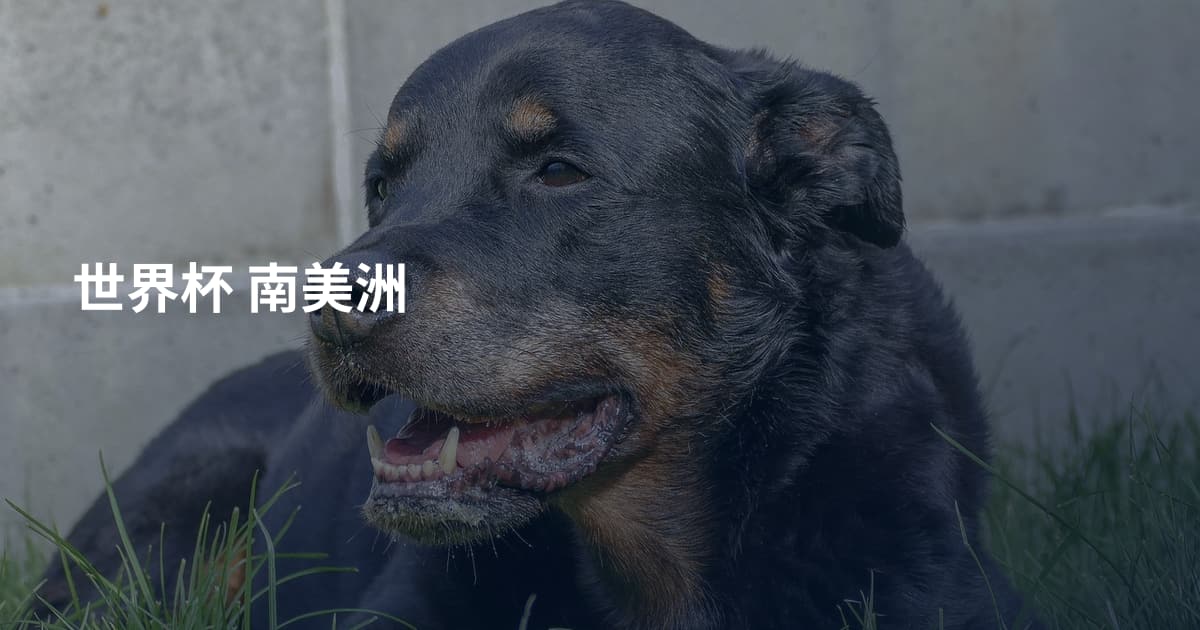 世界杯 南美洲