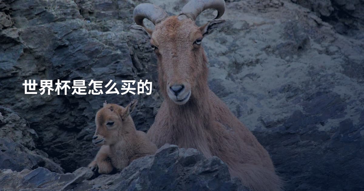 世界杯是怎么买的