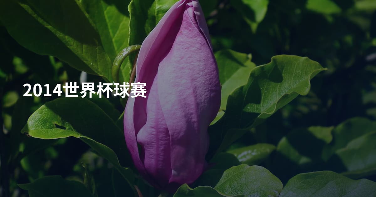 2014世界杯球赛