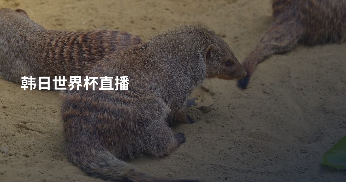 韩日世界杯直播