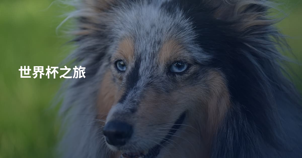 世界杯之旅