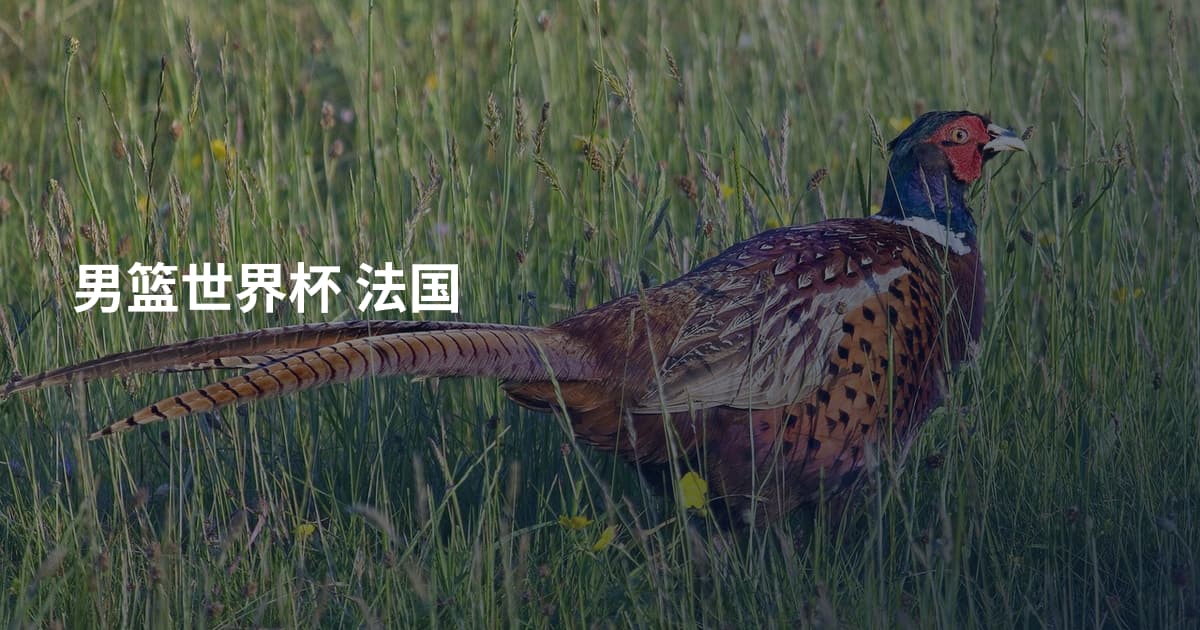 男篮世界杯 法国