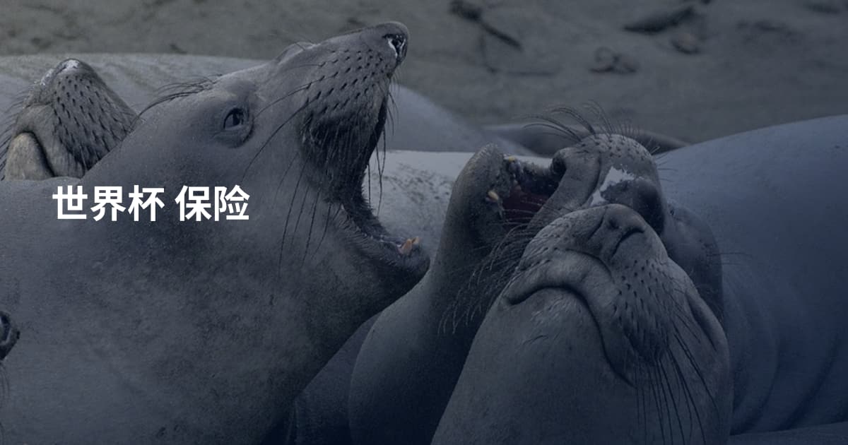世界杯 保险