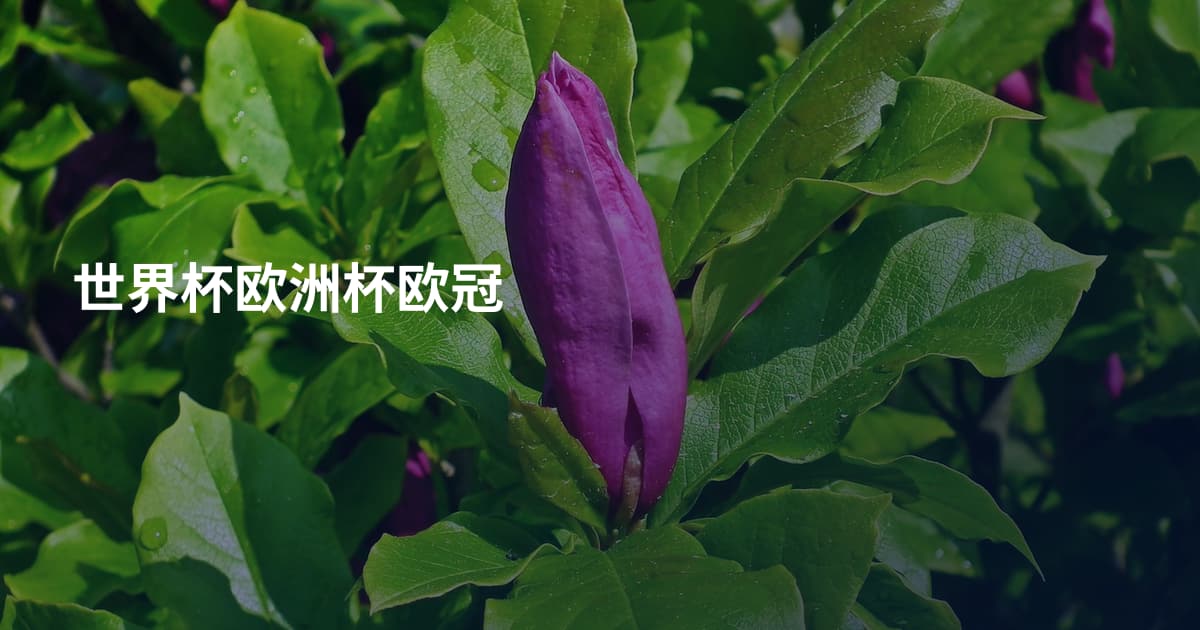 世界杯欧洲杯欧冠
