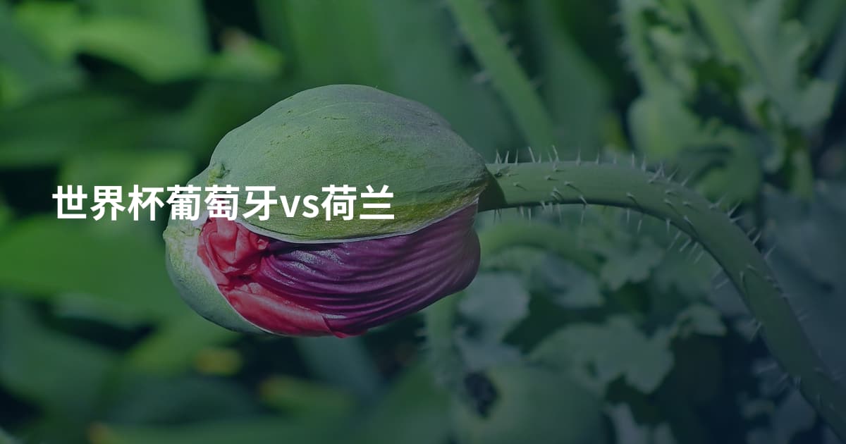 世界杯葡萄牙vs荷兰