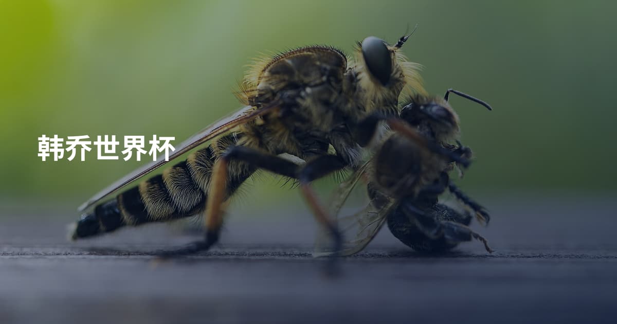 韩乔世界杯