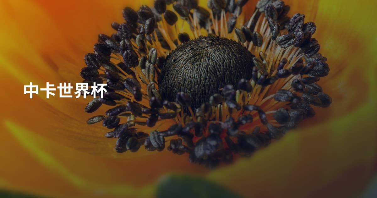 中卡世界杯