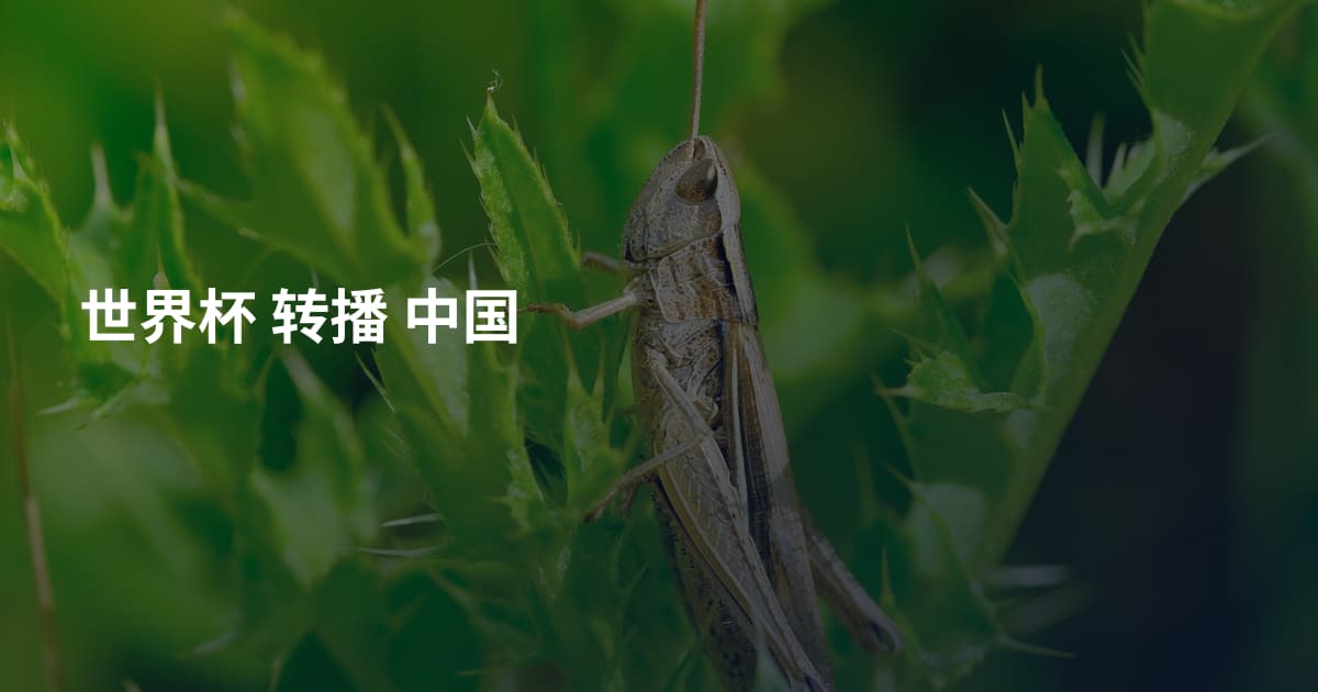 世界杯 转播 中国