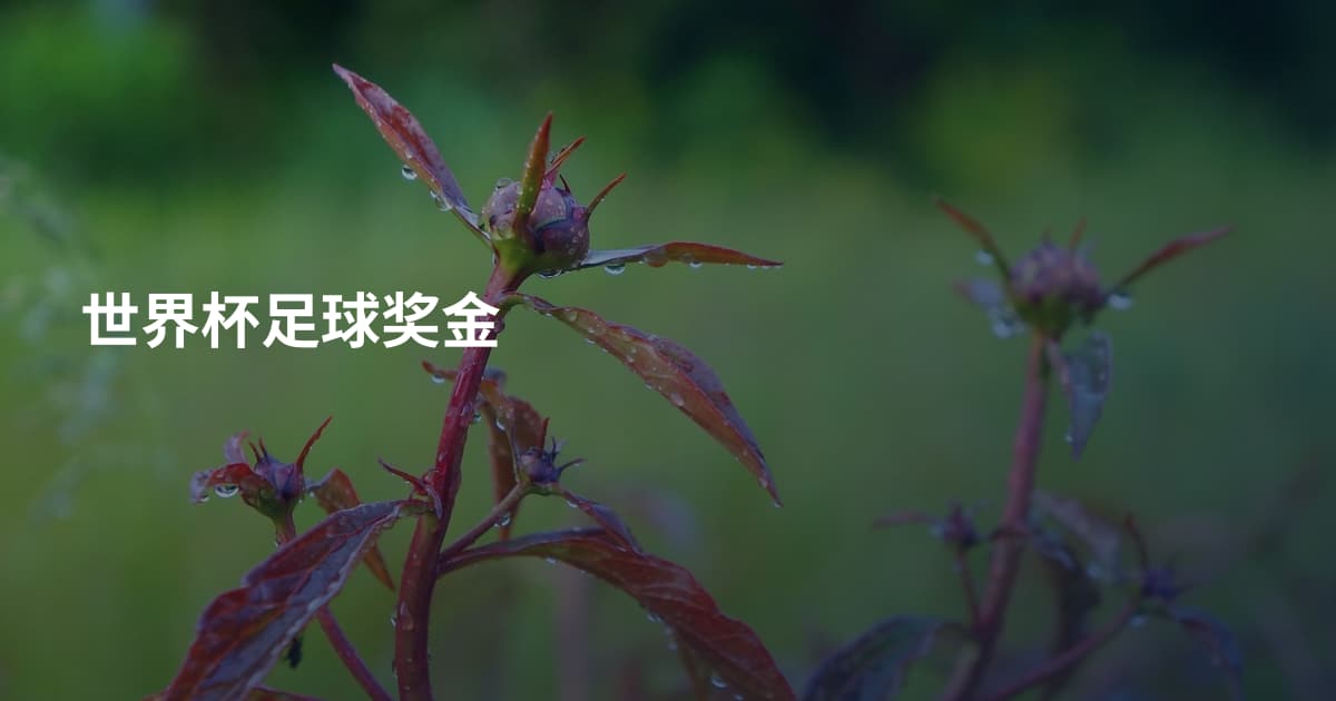 世界杯足球奖金