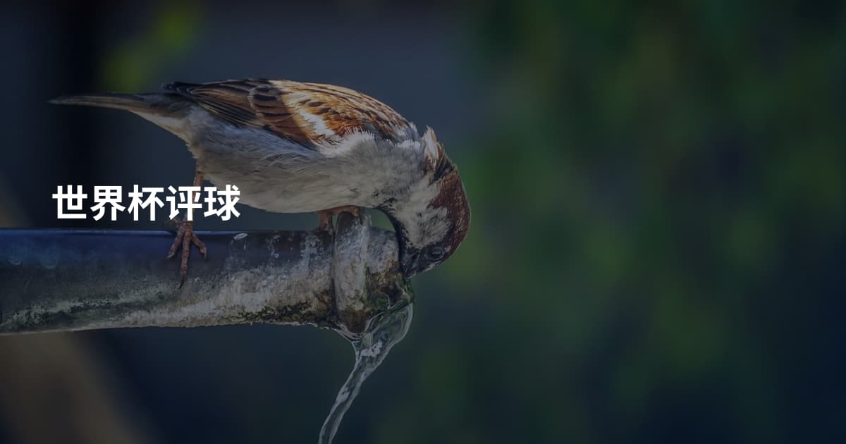 世界杯评球