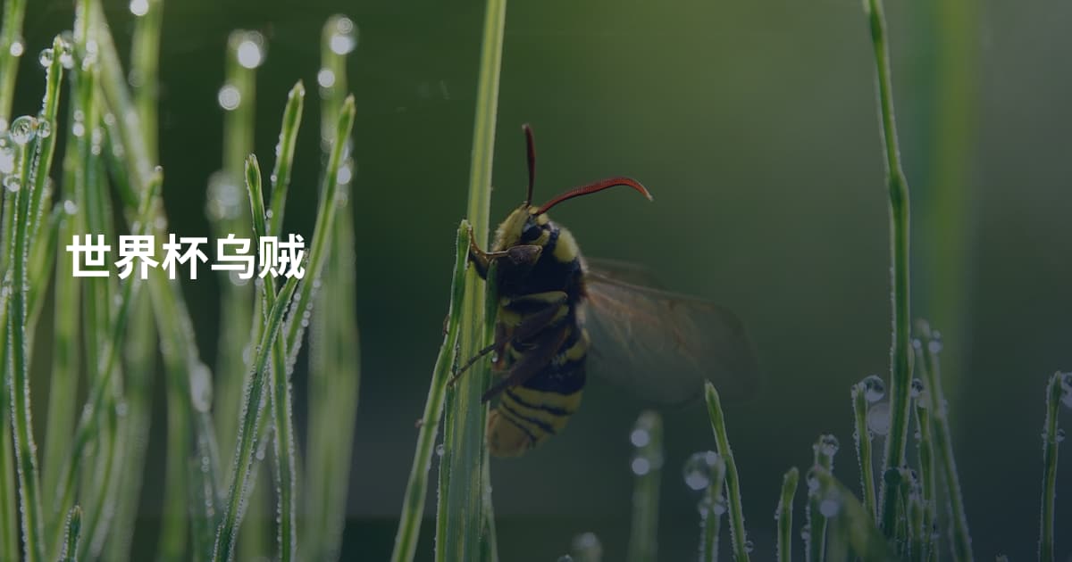 世界杯乌贼