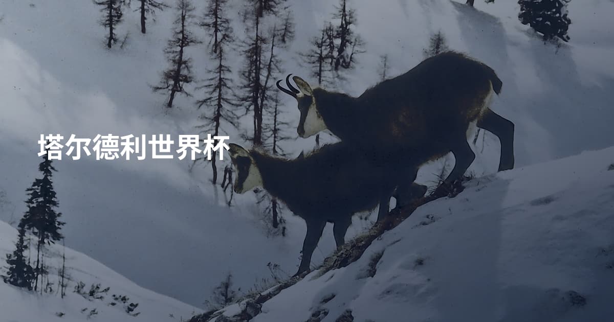 塔尔德利世界杯