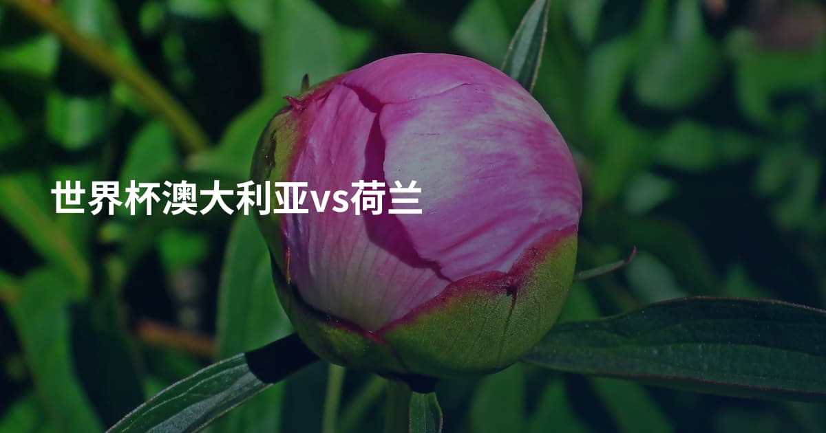 世界杯澳大利亚vs荷兰