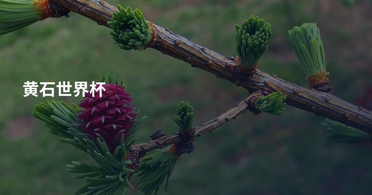 黄石世界杯