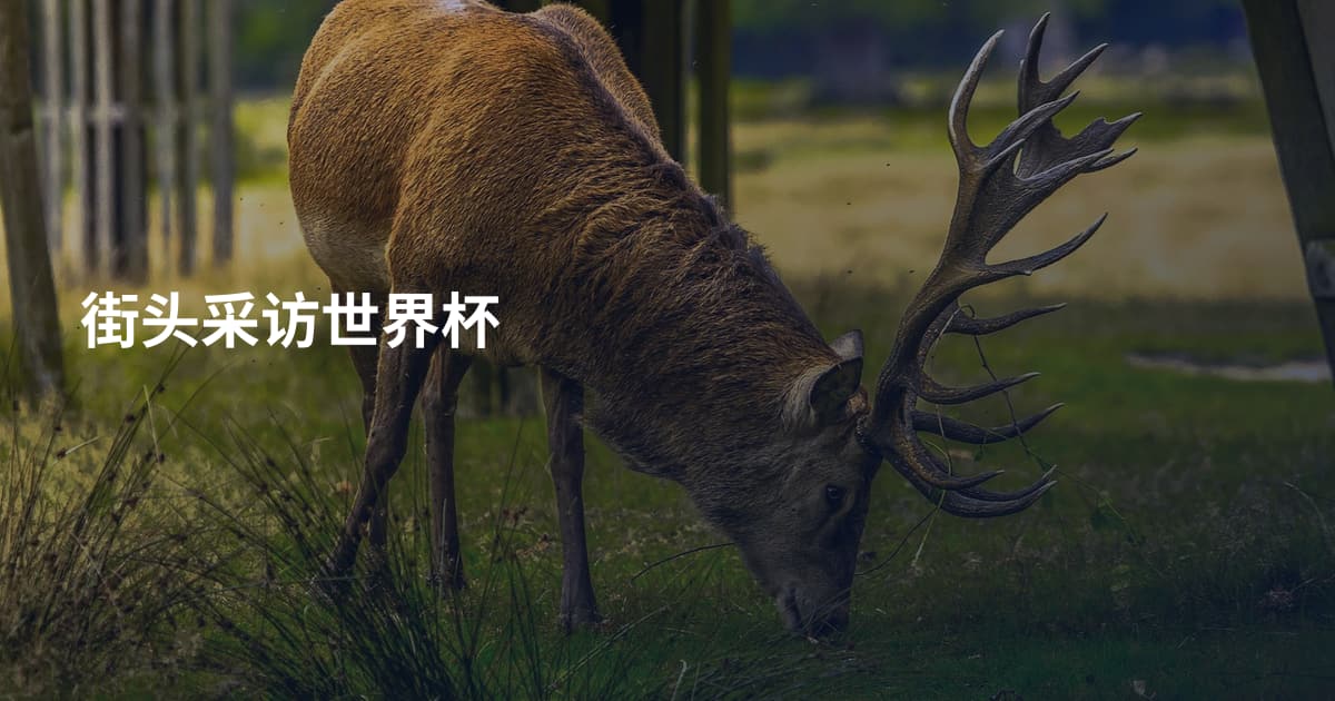 街头采访世界杯