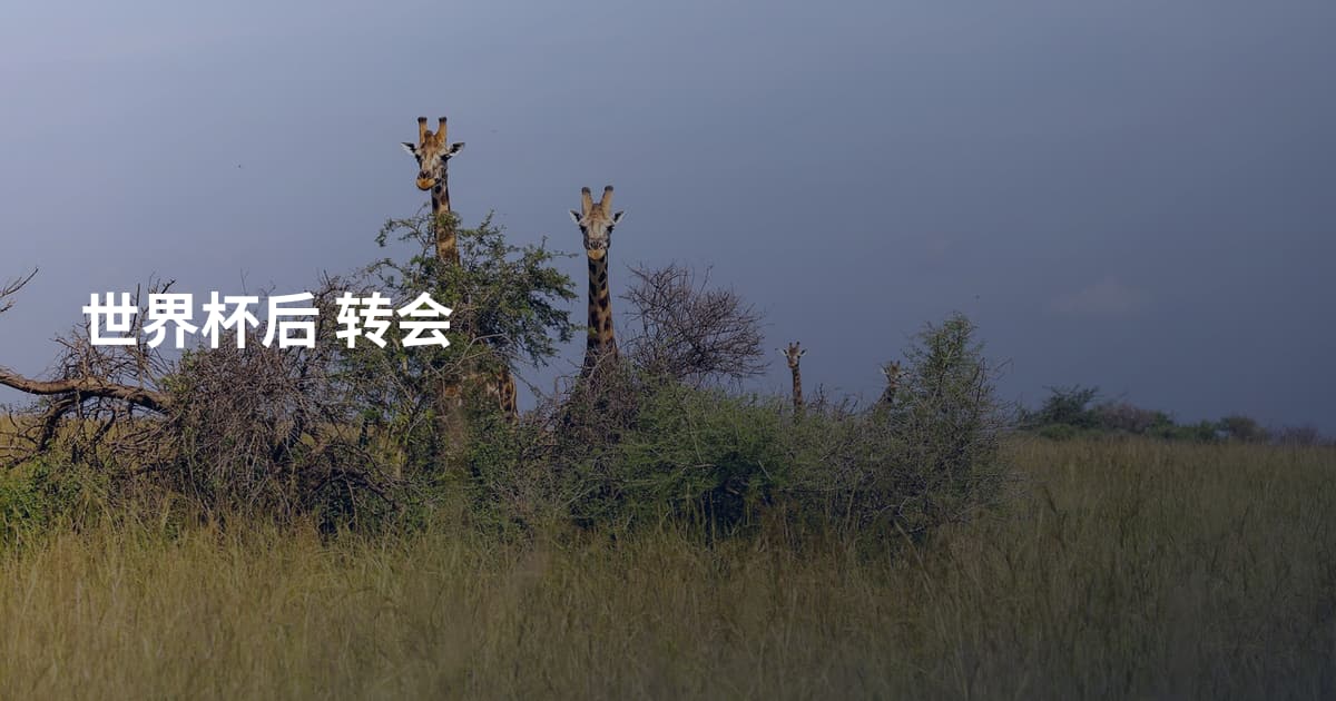 世界杯后 转会