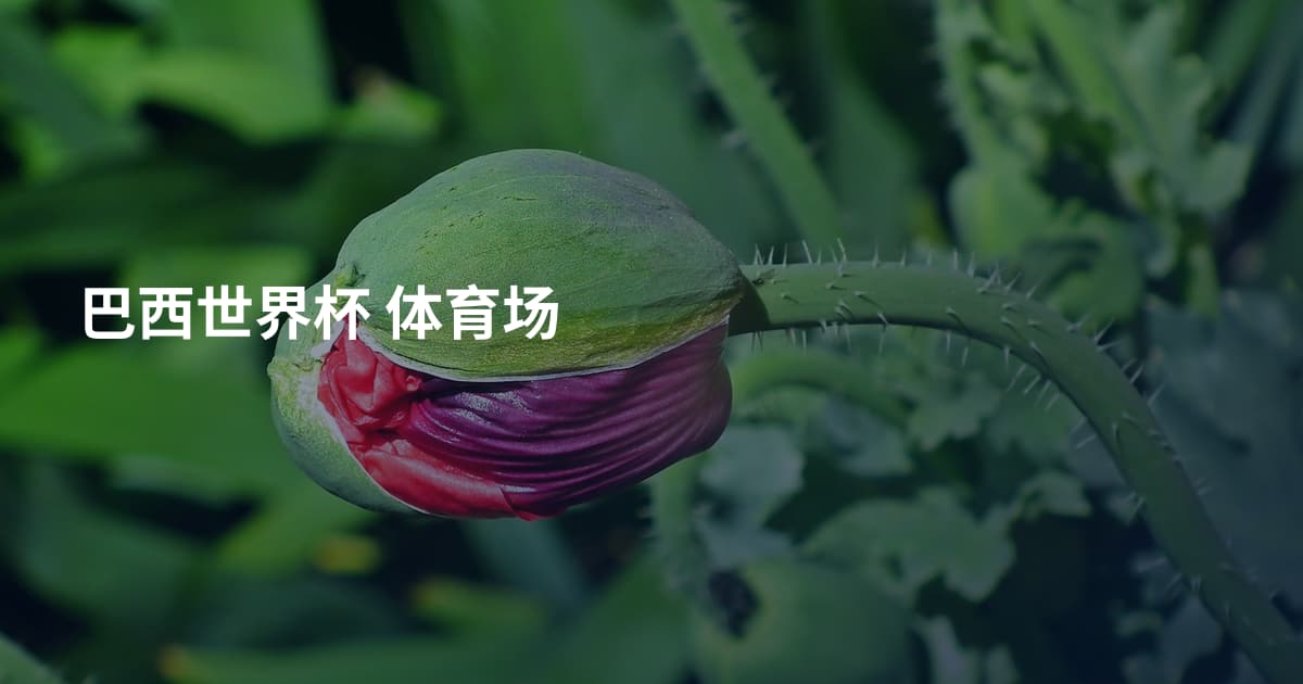巴西世界杯 体育场