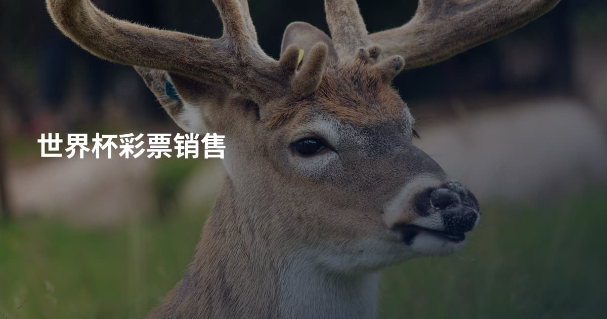 世界杯彩票销售