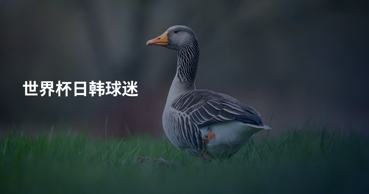 世界杯日韩球迷