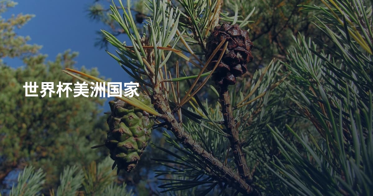 世界杯美洲国家