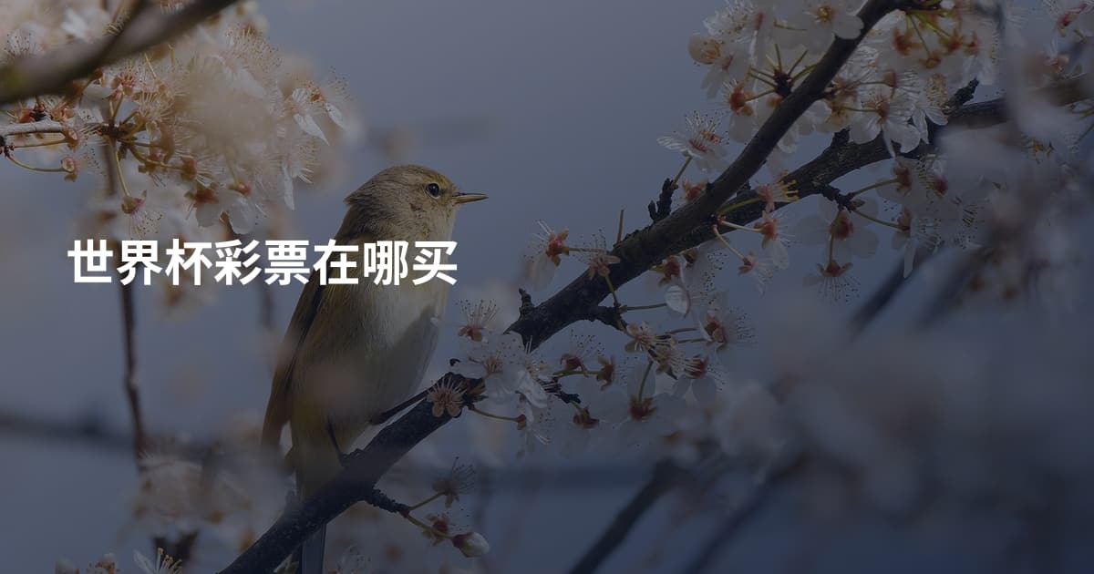 世界杯彩票在哪买