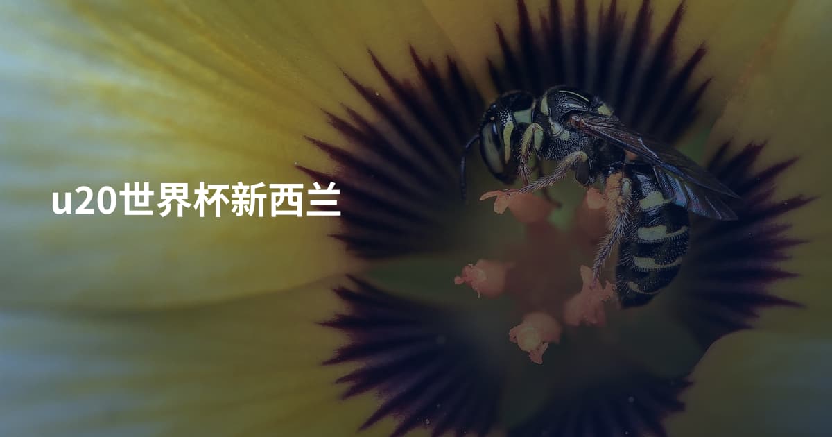 u20世界杯新西兰