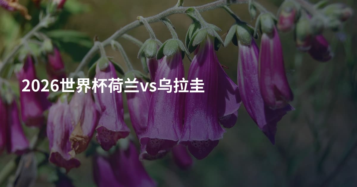 2026世界杯荷兰vs乌拉圭