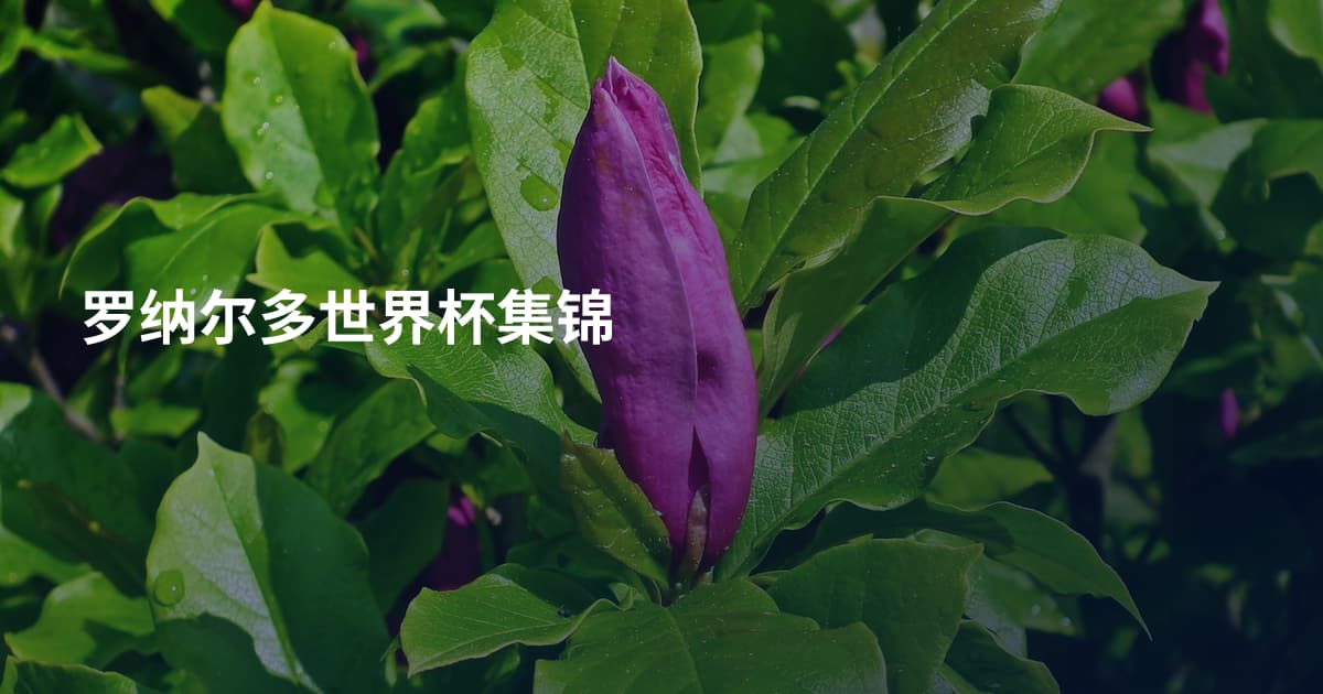 罗纳尔多世界杯集锦