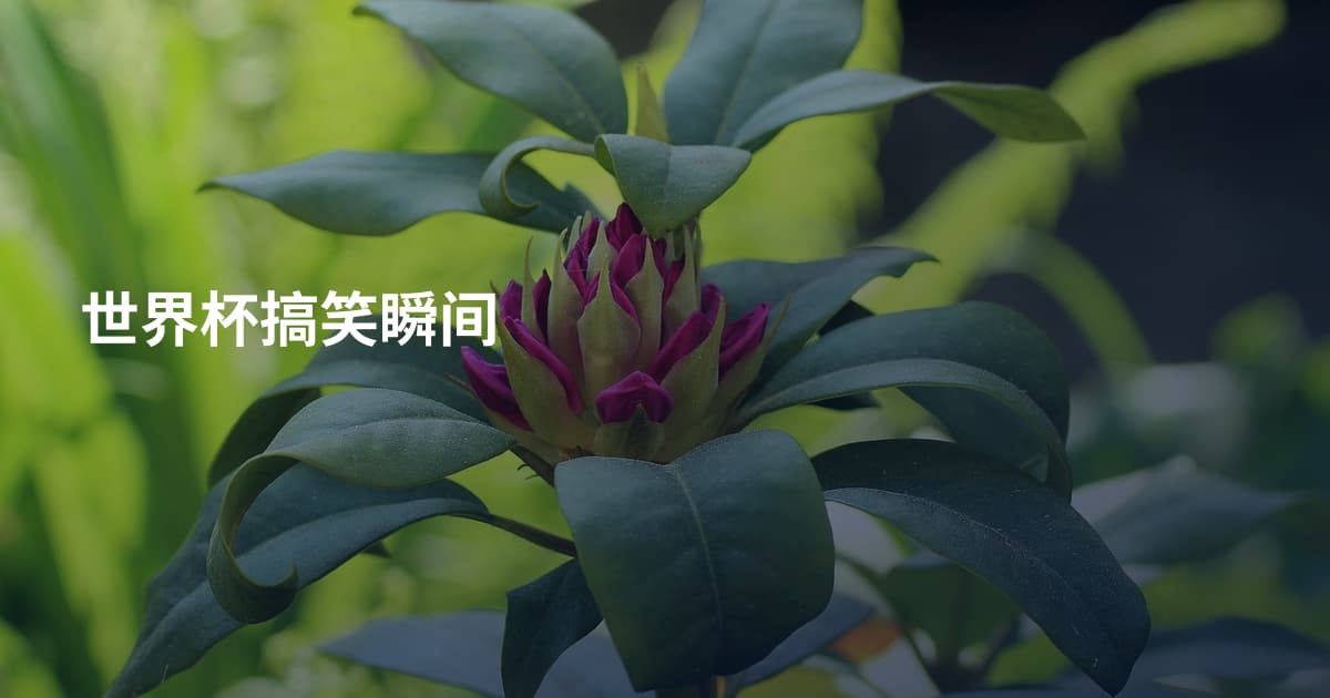 世界杯搞笑瞬间