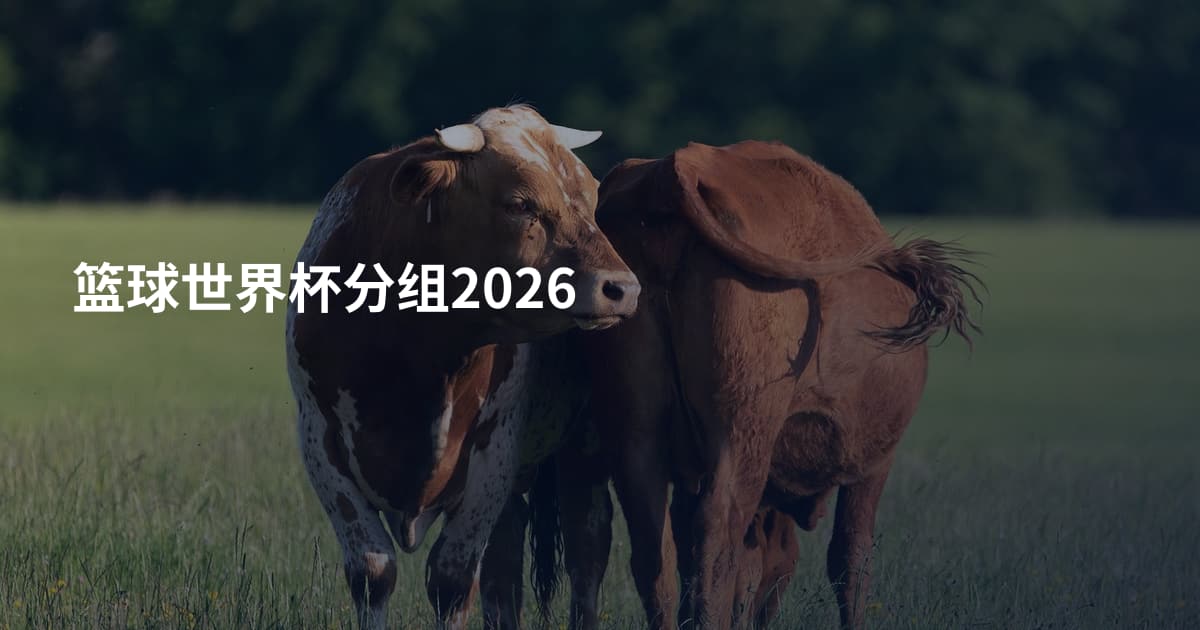 篮球世界杯分组2026