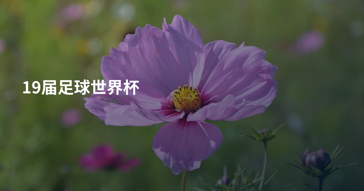 19届足球世界杯