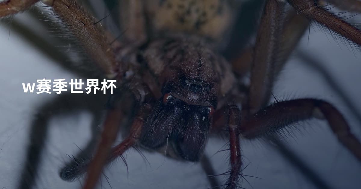 w赛季世界杯