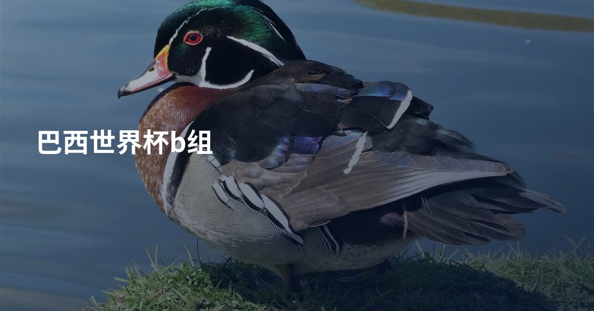 巴西世界杯b组