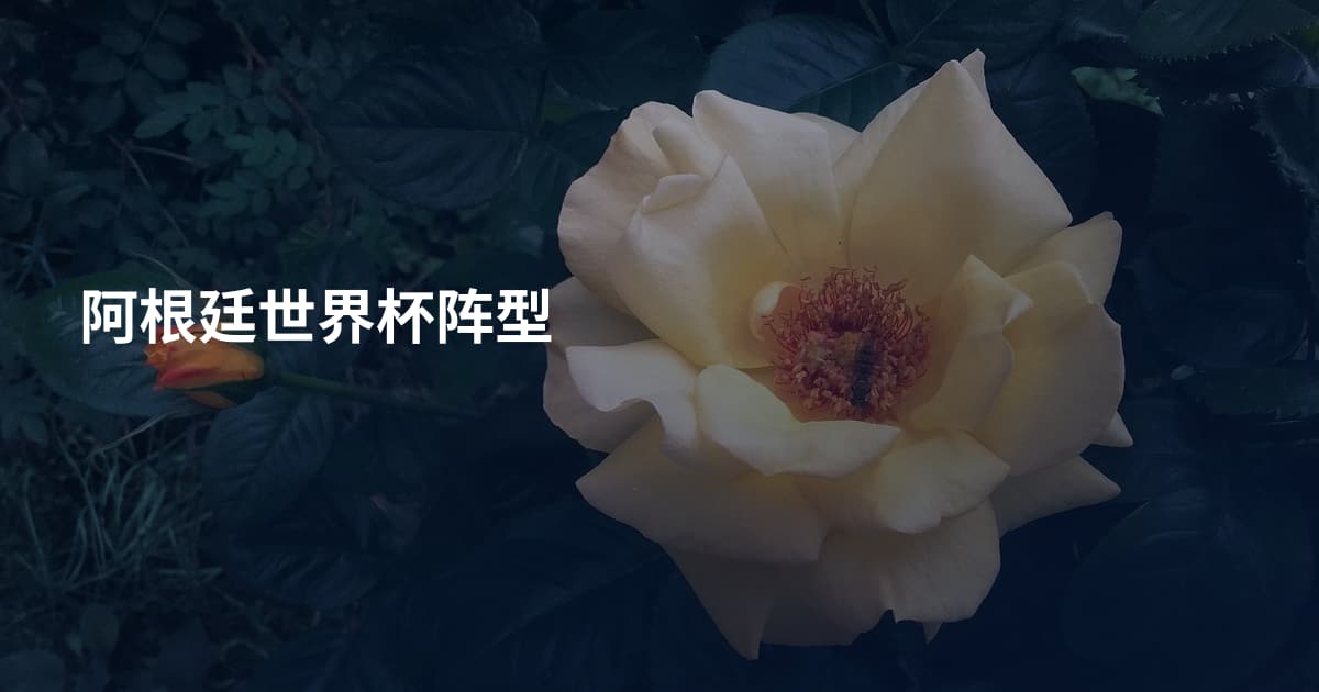 阿根廷世界杯阵型