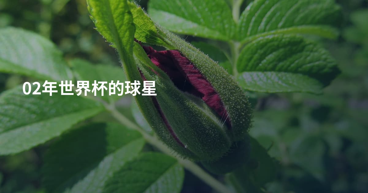 02年世界杯的球星