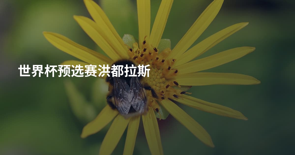世界杯预选赛洪都拉斯