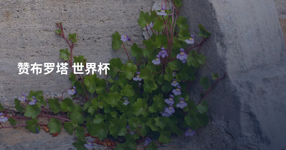 赞布罗塔 世界杯