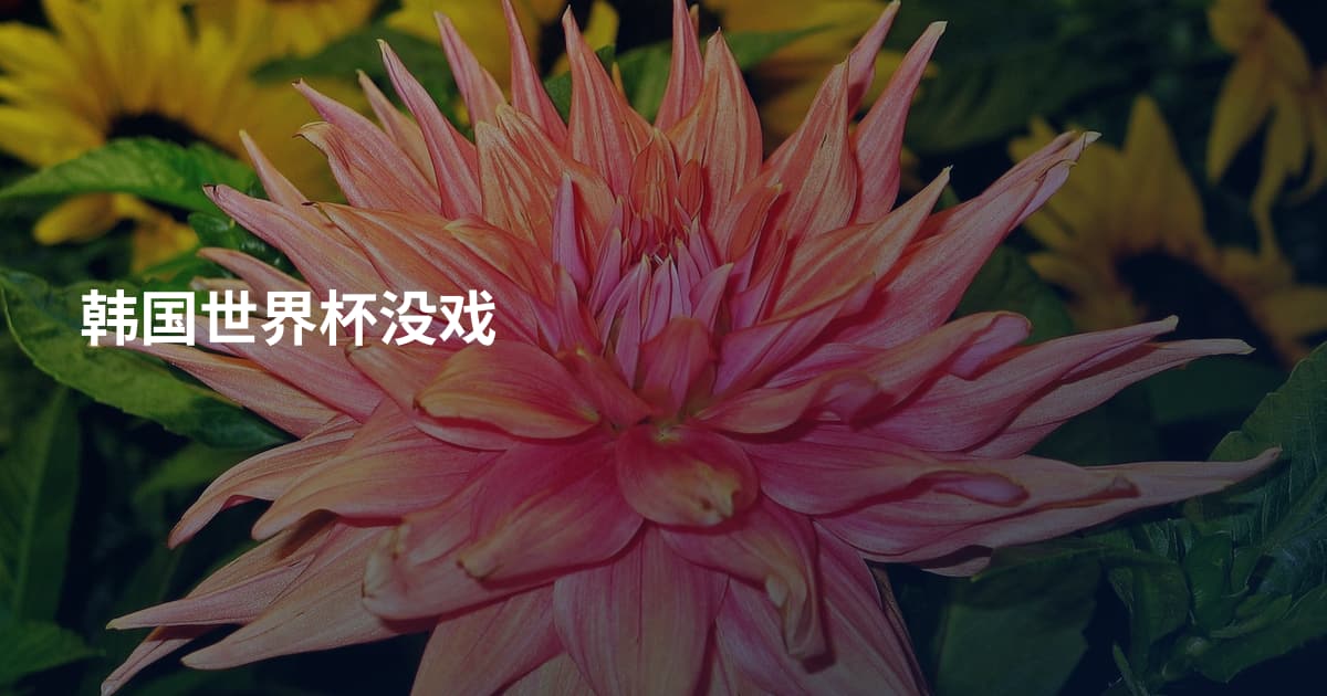 韩国世界杯没戏