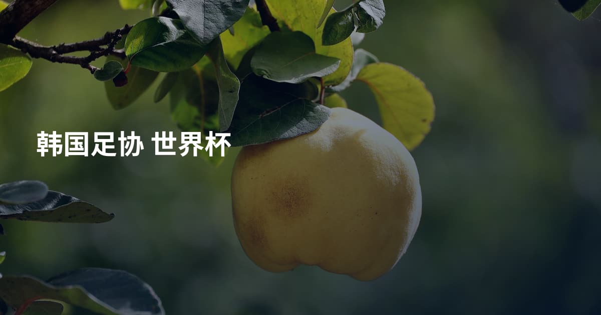 韩国足协 世界杯
