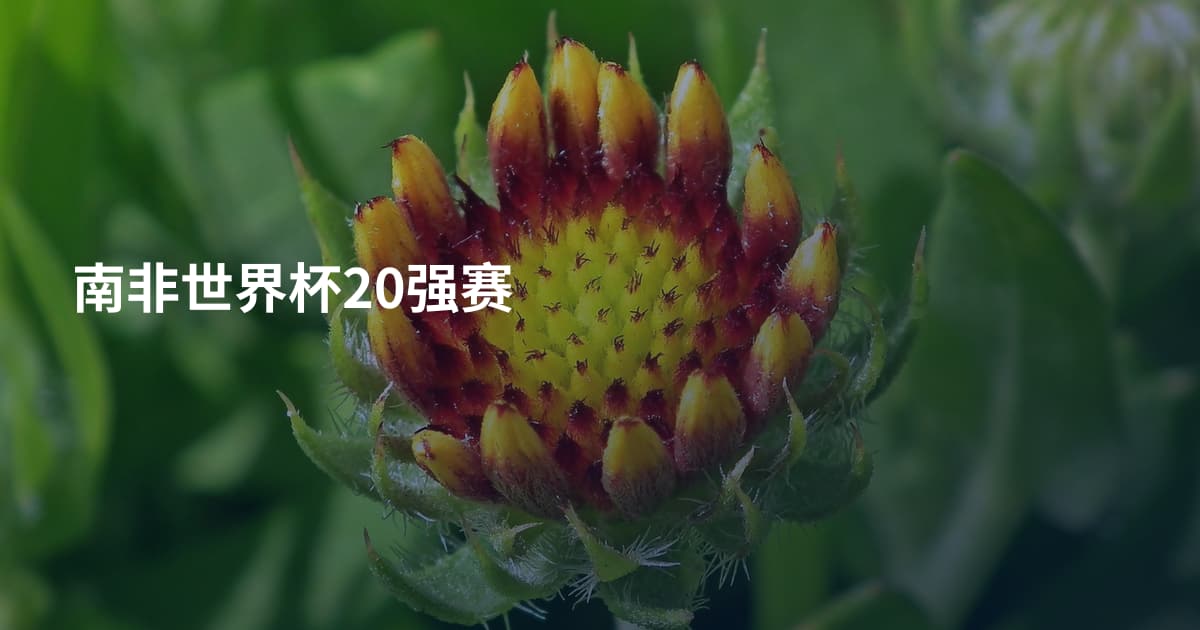 南非世界杯20强赛