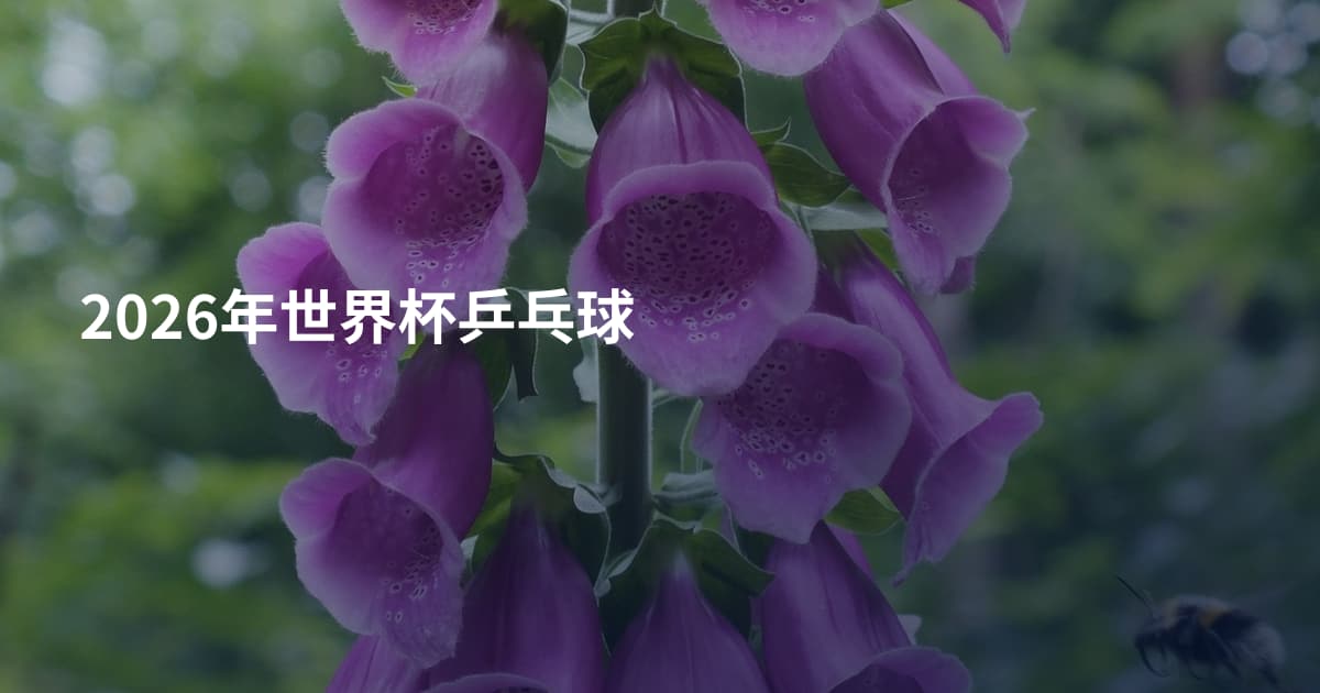 2026年世界杯乒乓球