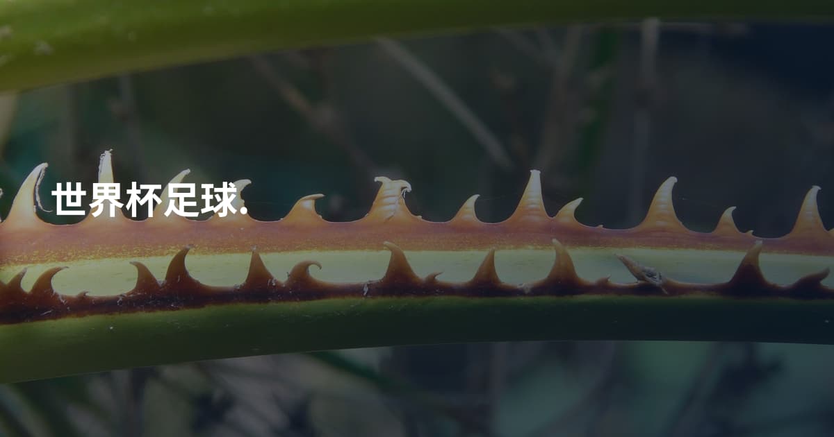 世界杯足球.